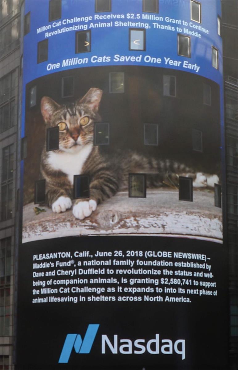 Community Cat featured on NASDAQ Billboard in NYC Times Square announcing the 1 Million Cats Saved achievement